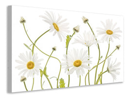 4-piece-canvas-print-ox-eye-daisies