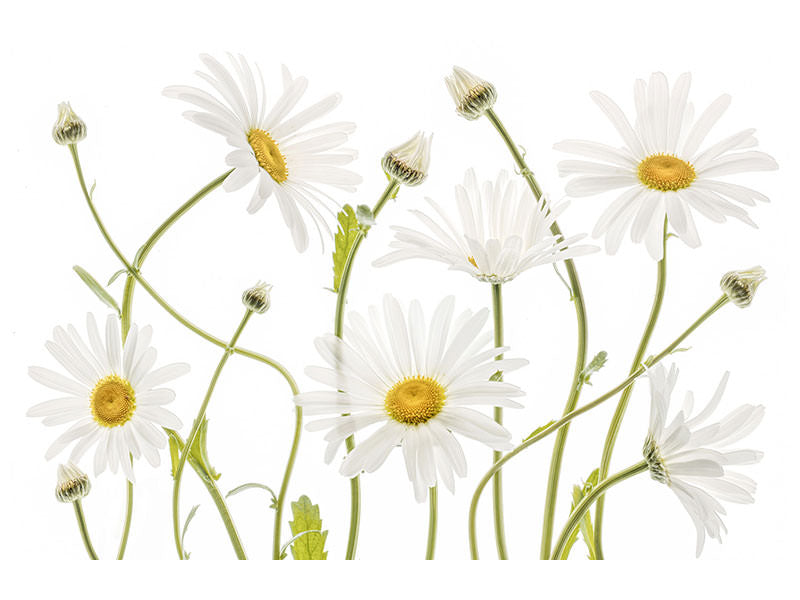 3-piece-canvas-print-ox-eye-daisies