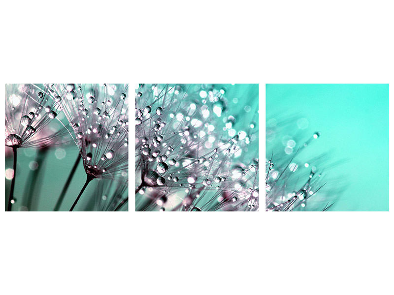 panoramic-3-piece-canvas-print-macro-dandelion-p