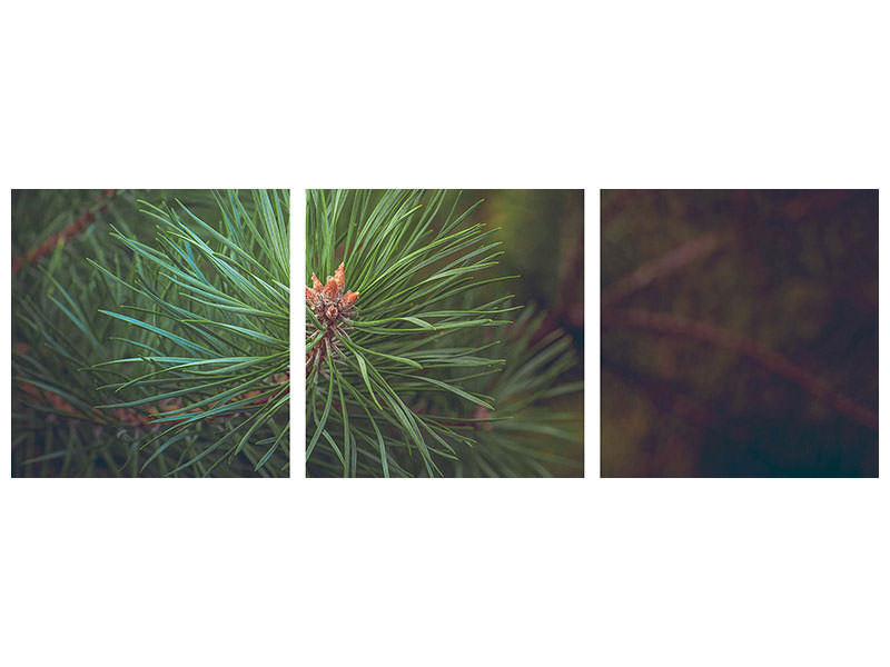 panoramic-3-piece-canvas-print-pine-tree-close-up