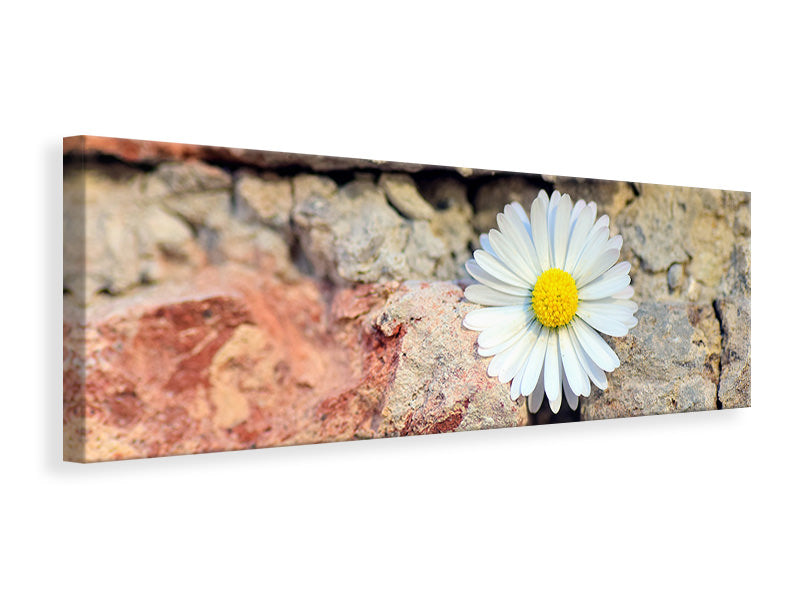 panoramic-canvas-print-flower-in-the-wall