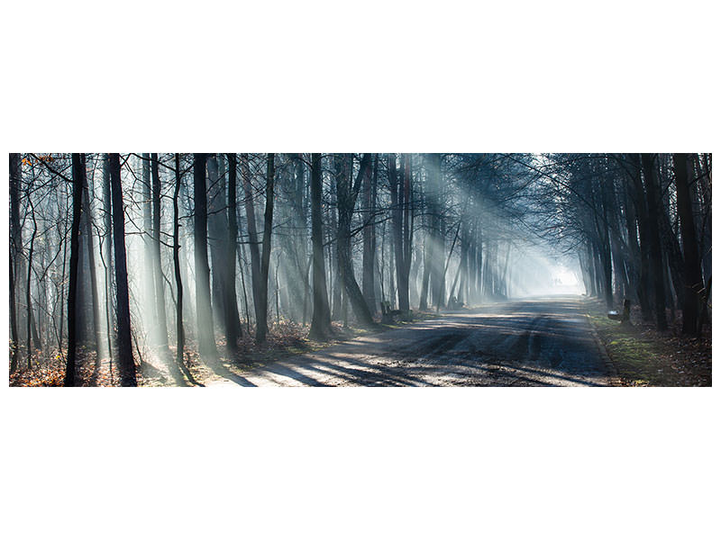 panoramic-canvas-print-forest-in-the-light-beam