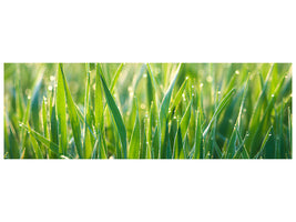 panoramic-canvas-print-grass-with-morning-dew-xl