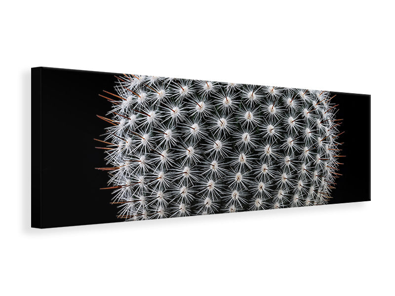 panoramic-canvas-print-notocactus-scopa-ii