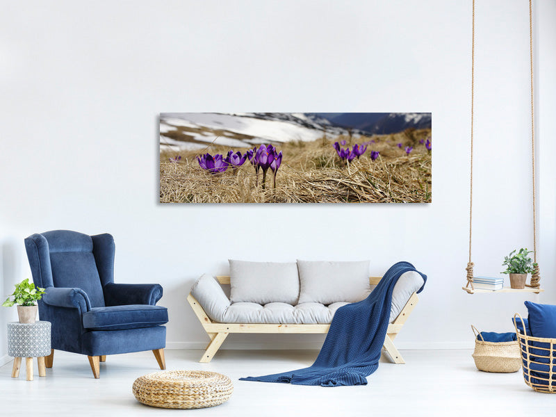 panoramic-canvas-print-purple-crocus