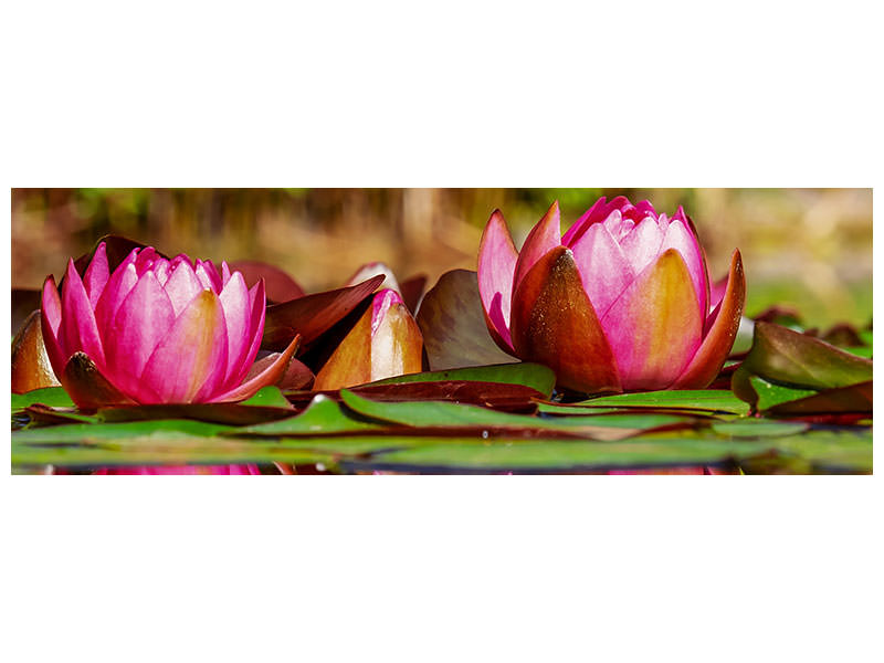 panoramic-canvas-print-red-water-lily-trio