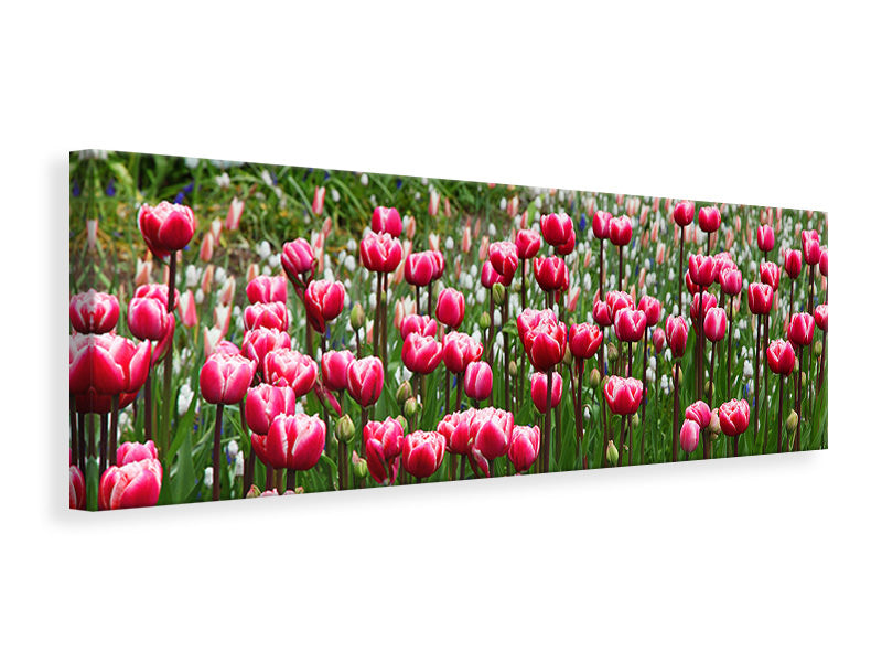 panoramic-canvas-print-wild-tulip-field