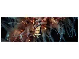 panoramic-canvas-print-zanzibar-whip-coral-shrimp