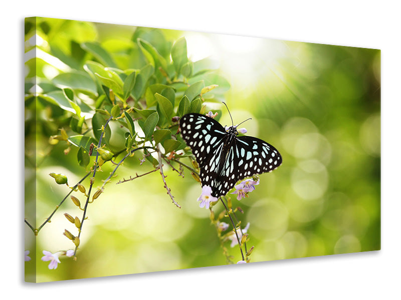 modern-4-piece-canvas-print-papilio-butterfly-xxl