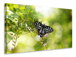 panoramic-canvas-print-papilio-butterfly-xxl