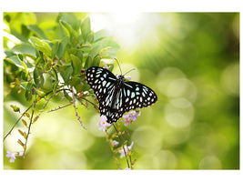 modern-4-piece-canvas-print-papilio-butterfly-xxl