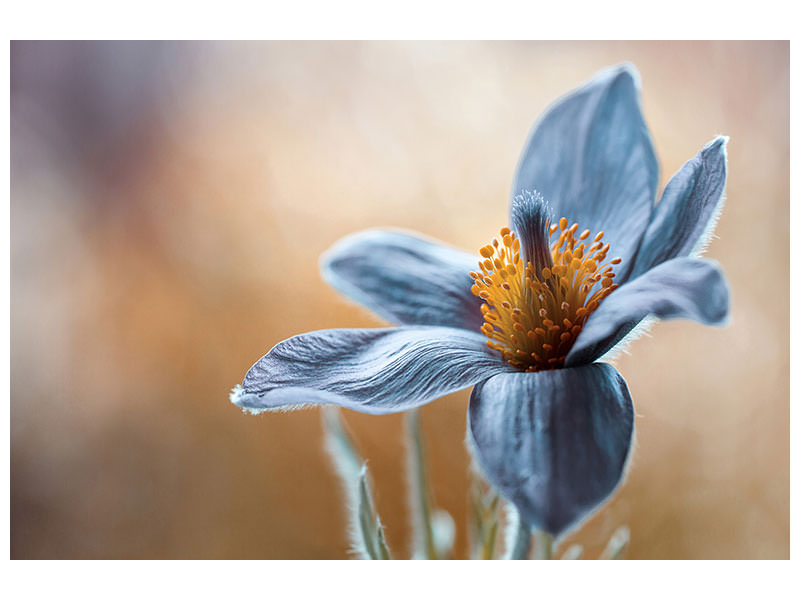 3-piece-canvas-print-pasque