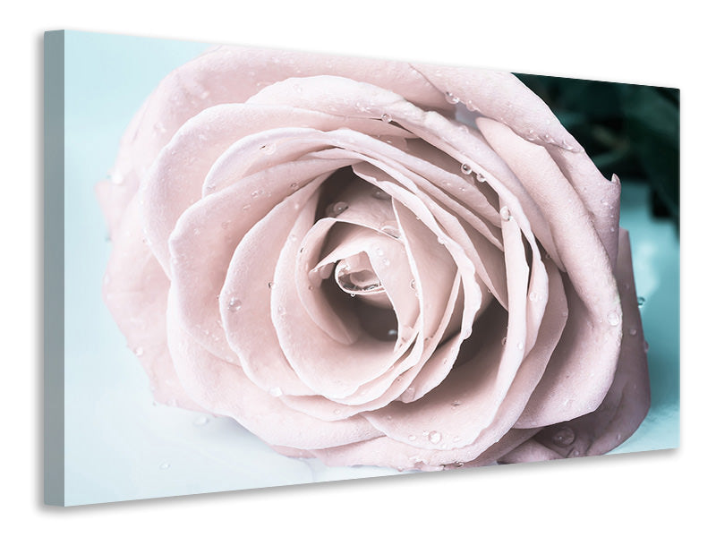 5-piece-canvas-print-pastel-rose