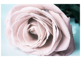 5-piece-canvas-print-pastel-rose