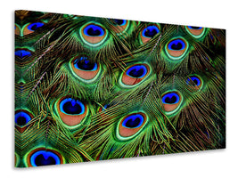 panoramic-canvas-print-peacock-feathers-xxl