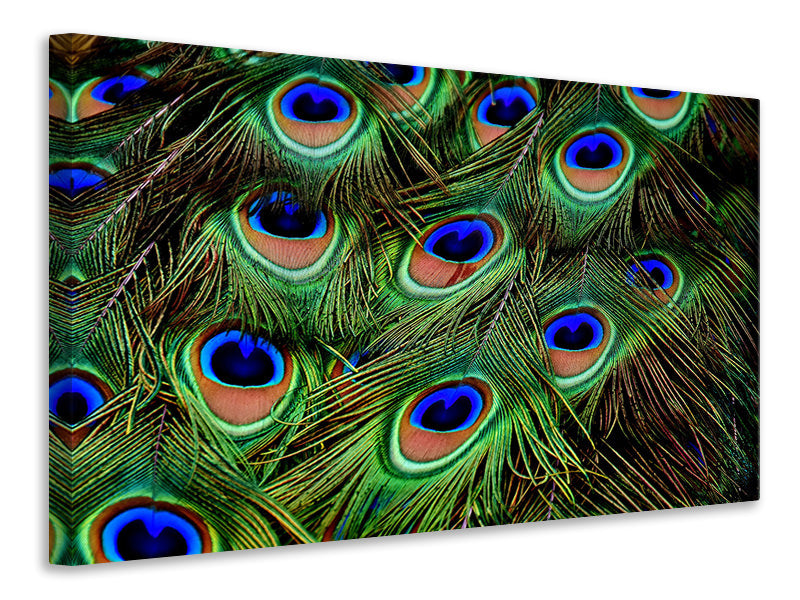 4-piece-canvas-print-peacock-feathers-xxl