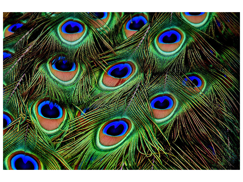 panoramic-canvas-print-peacock-feathers-xxl
