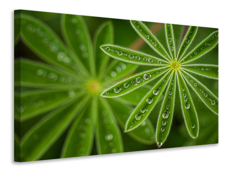 5-piece-canvas-print-pearly-lupine
