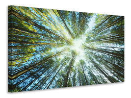 panoramic-canvas-print-pine-forest