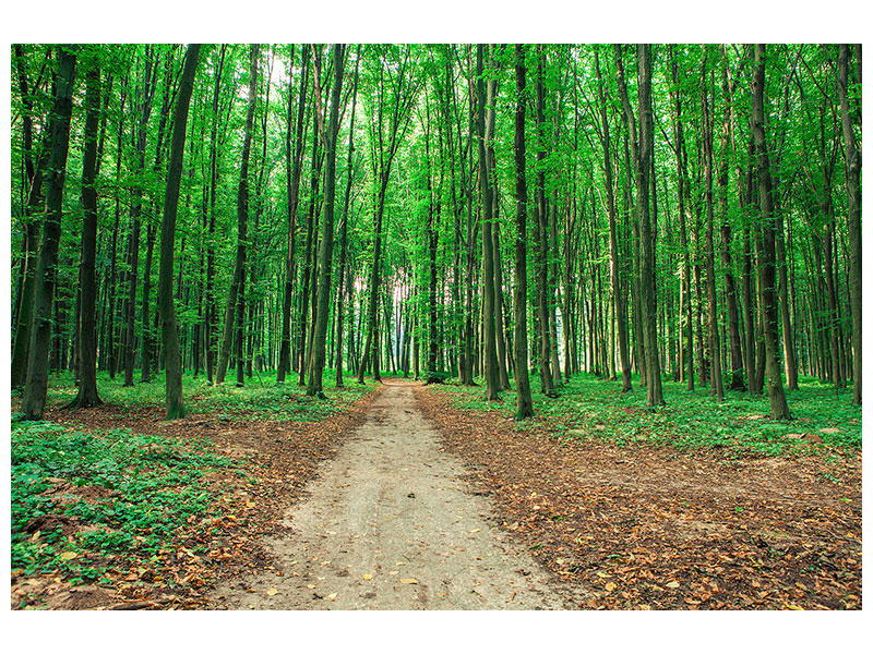 panoramic-3-piece-canvas-print-pine-forests
