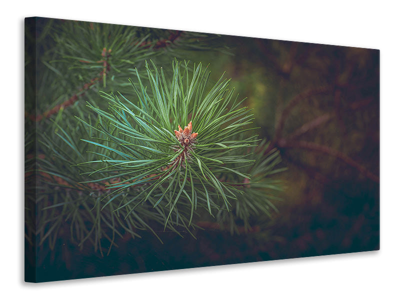 3-piece-canvas-print-pine-tree-close-up
