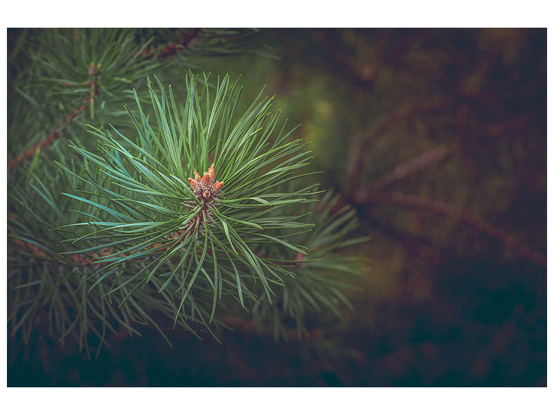 panoramic-canvas-print-pine-tree-close-up