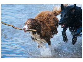 3-piece-canvas-print-playing-dogs