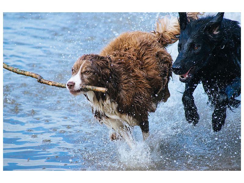 3-piece-canvas-print-playing-dogs
