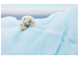 modern-4-piece-canvas-print-polar-bear-grooming