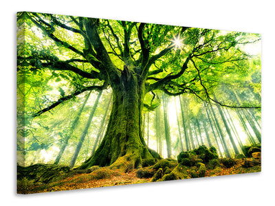 modern-3-piece-canvas-print-ponthus-beech
