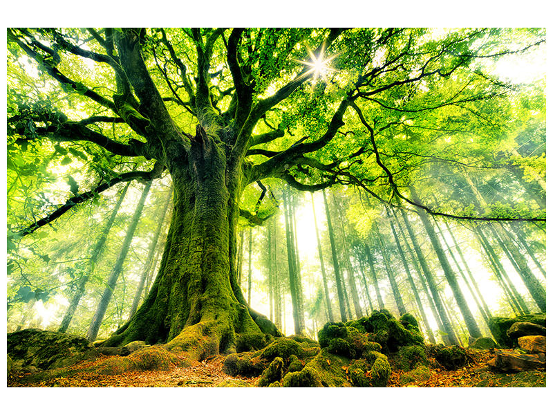 5-piece-canvas-print-ponthus-beech