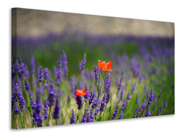 3-piece-canvas-print-poppy-in-the-lavender