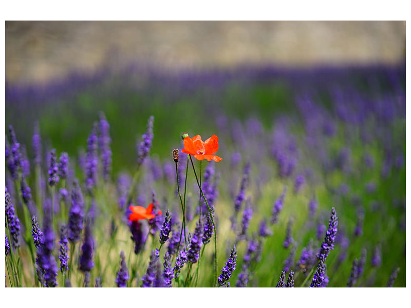 3-piece-canvas-print-poppy-in-the-lavender