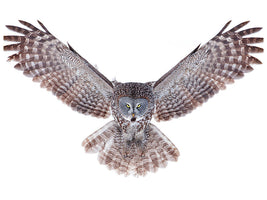4-piece-canvas-print-power-great-grey-owl