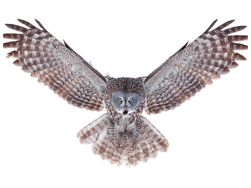 modern-4-piece-canvas-print-power-great-grey-owl