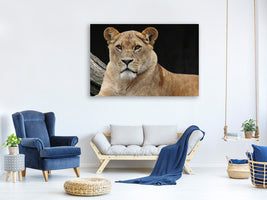 3-piece-canvas-print-proud-lioness