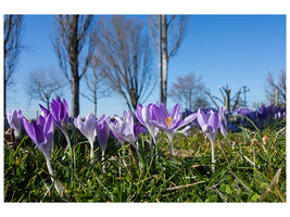3-piece-canvas-print-purple-crocus-in-nature