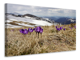 panoramic-canvas-print-purple-crocus
