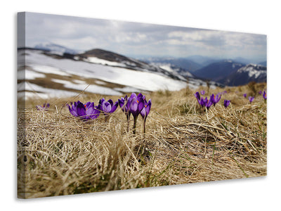 panoramic-canvas-print-purple-crocus