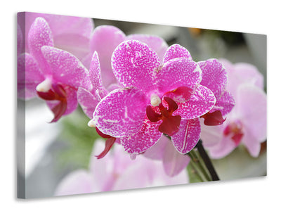 3-piece-canvas-print-purple-orchids-in-bloom