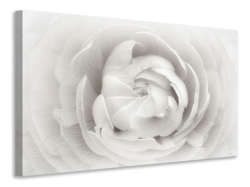 panoramic-3-piece-canvas-print-ranunculus