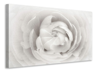 panoramic-3-piece-canvas-print-ranunculus