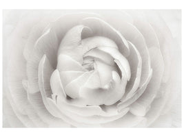 panoramic-3-piece-canvas-print-ranunculus