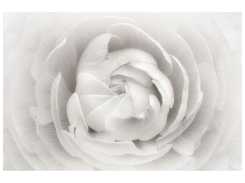 modern-3-piece-canvas-print-ranunculus