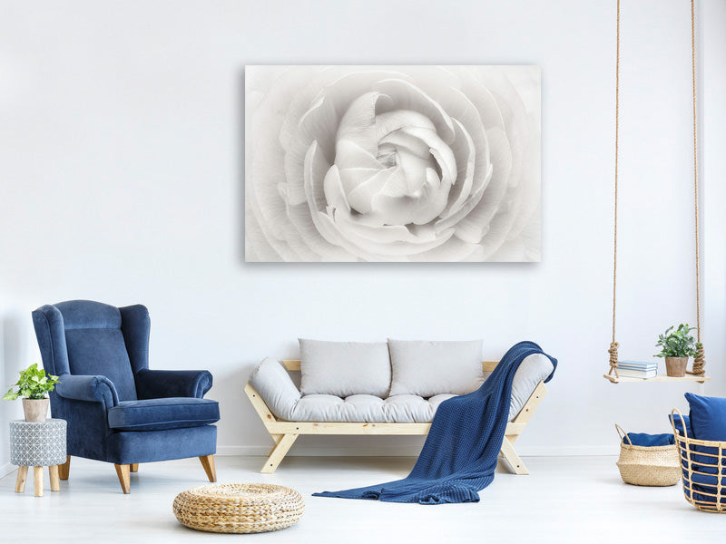 panoramic-3-piece-canvas-print-ranunculus