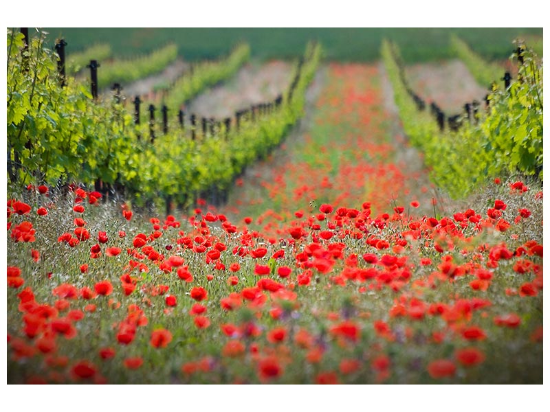 canvas-print-red-district-x