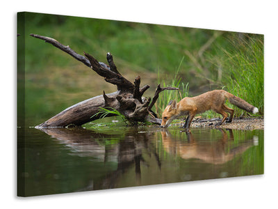 4-piece-canvas-print-red-fox-ii