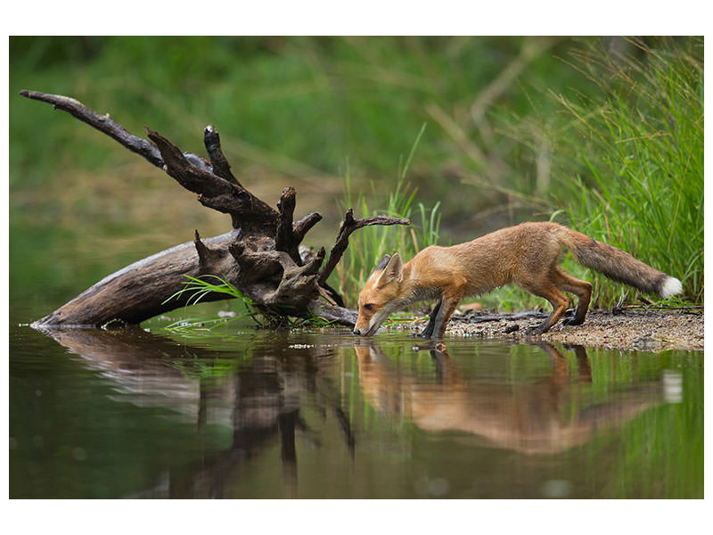 5-piece-canvas-print-red-fox-ii