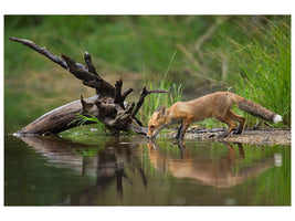 panoramic-canvas-print-red-fox-ii
