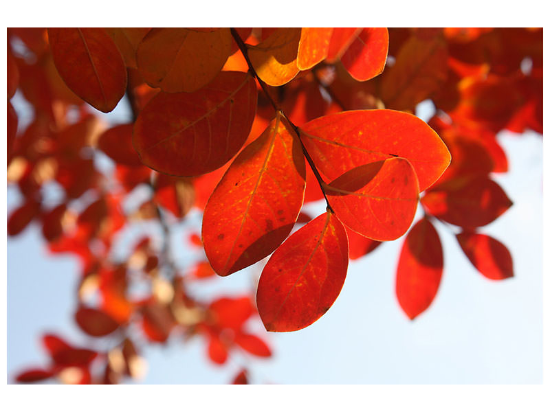 3-piece-canvas-print-red-leaves-xl